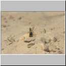 Cerceris rybyensis - Knotenwespe w001c 8-9mm - Sandgrube Niedringhaussee.jpg